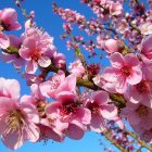 peach-1939218_1280