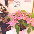 IMG_6419-534x400